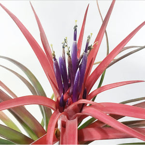 Tillandsia - Velutina