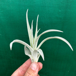 Tillandsia - Pink Velvet ex. Tropiflora