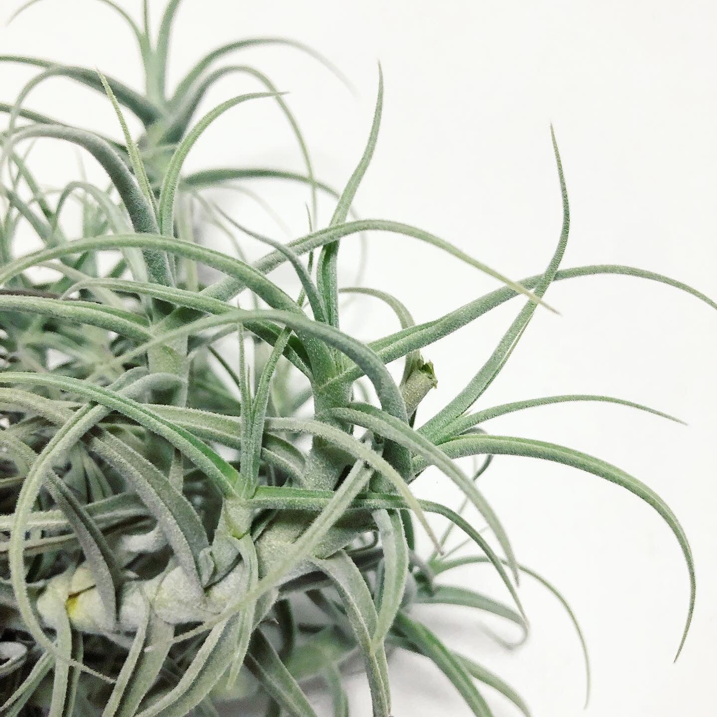 Tillandsia - paleacea - Air Plant Decor