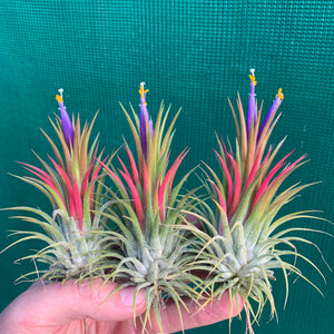 Tillandsia - ionantha ‘APD015’