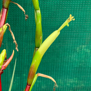 Tillandsia - limbata ex. SN NEW