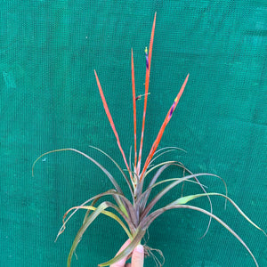 Tillandsia - Flabellata ‘Rubra’ ex. OM