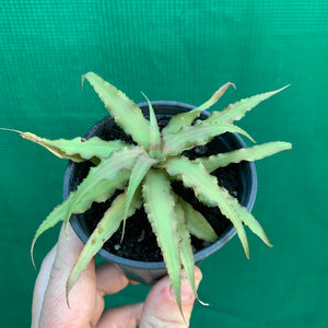 Cryptanthus - Cafe Au Lait