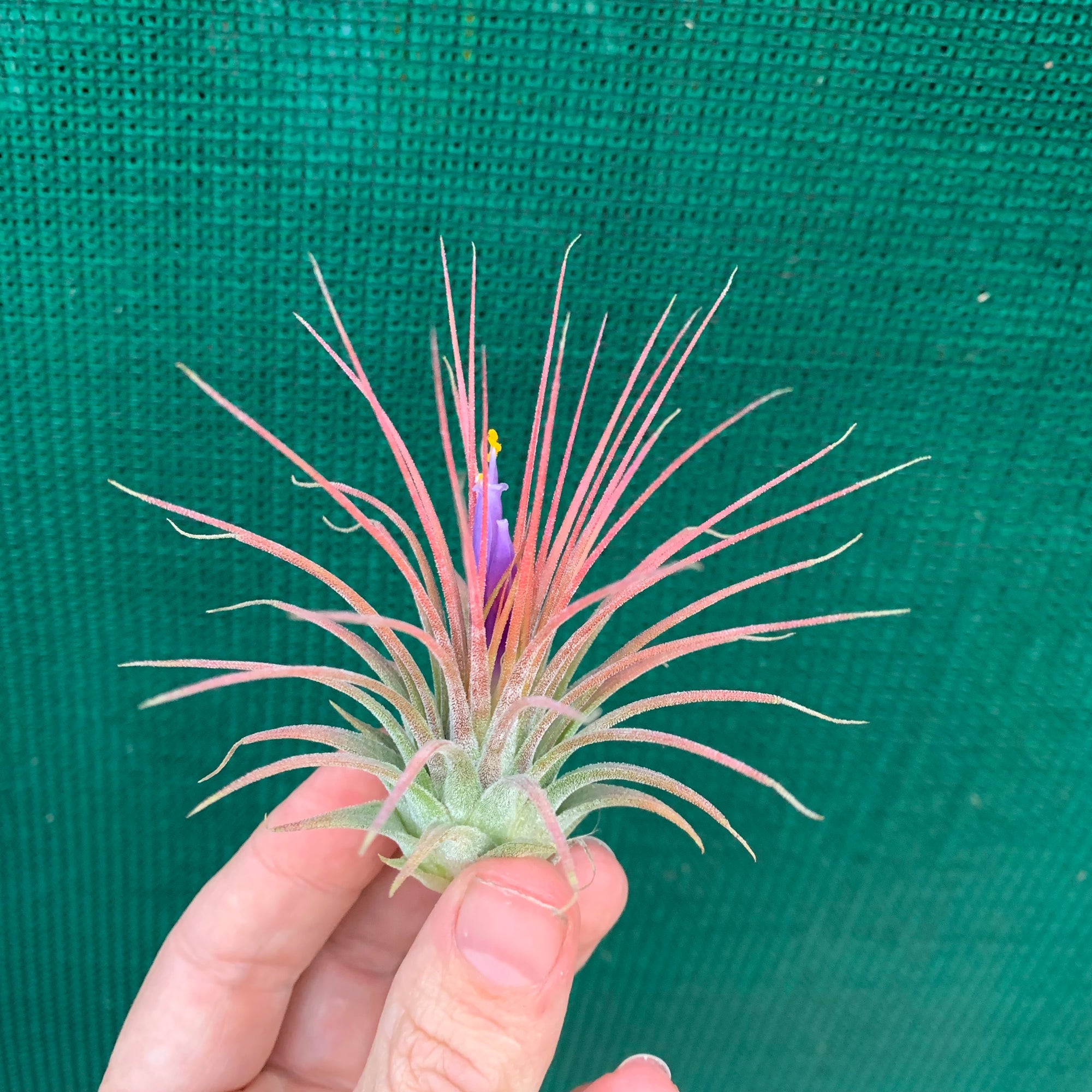 Tillandsia - ionantha 'APD002' - Air Plant Decor Tillandsia - ionantha 'APD002' - Air Plant Decor
