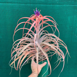 Tillandsia - NOID ‘APD014’