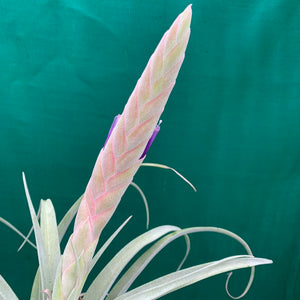 Tillandsia - Queen’s Delight