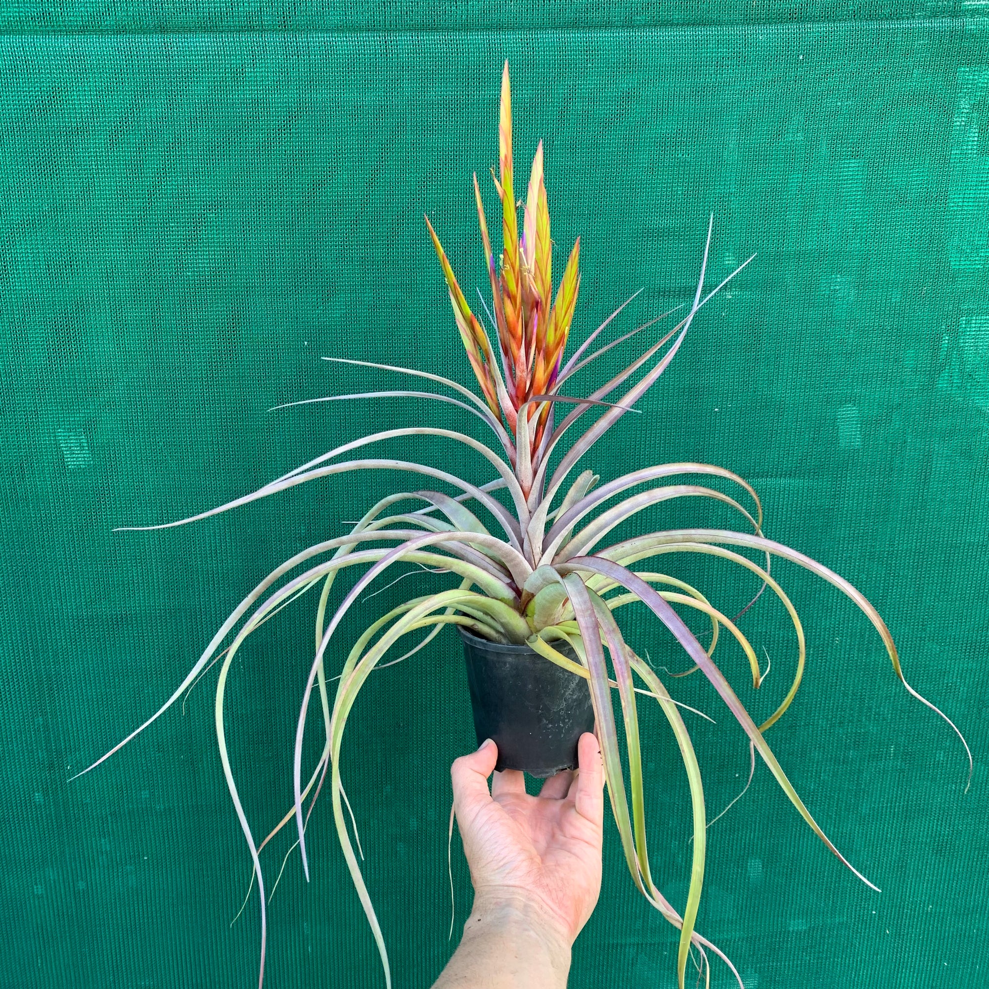 Tillandsia - Cooloola ex. App