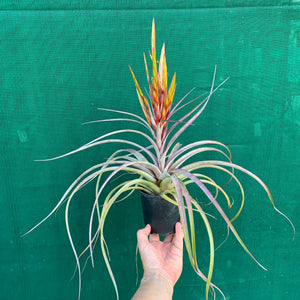 Tillandsia - Cooloola ex. App
