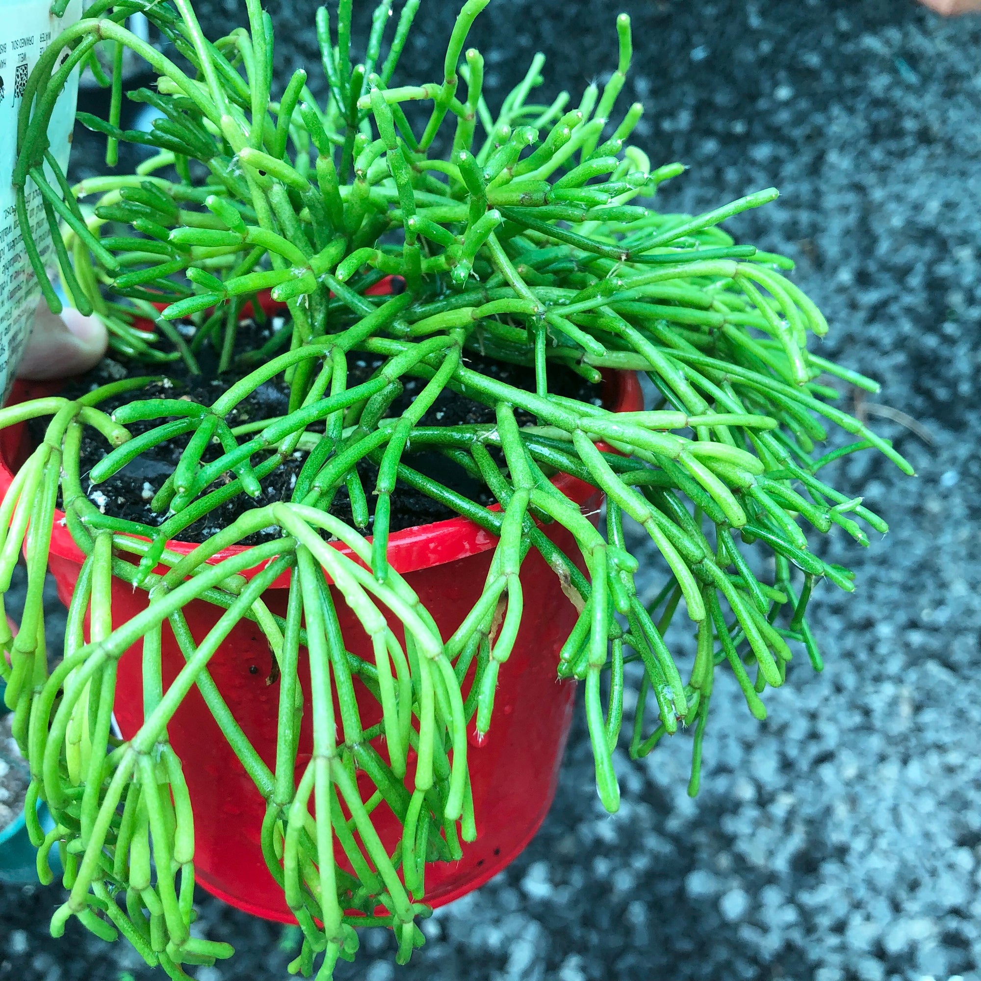 Rhipsalis floccosa