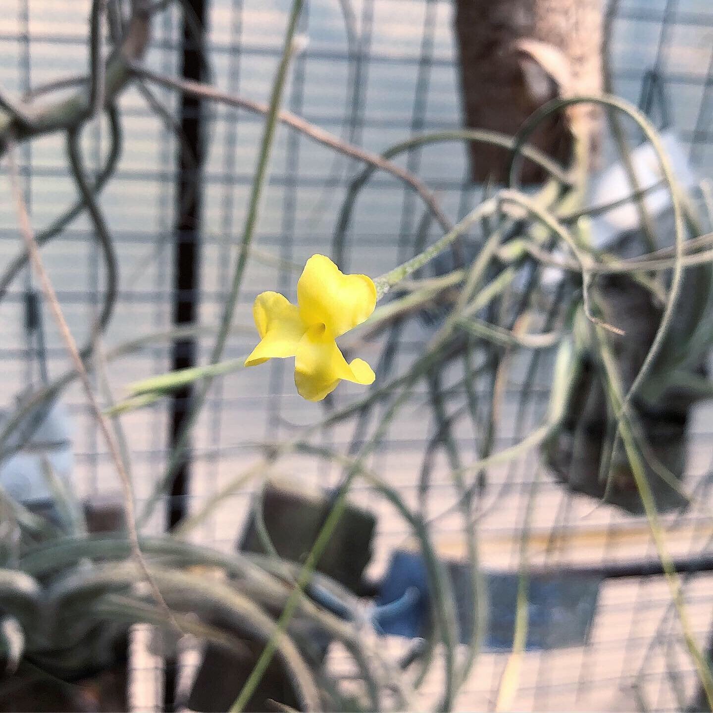 Tillandsia - crocata x mallemontii (Fragrant)