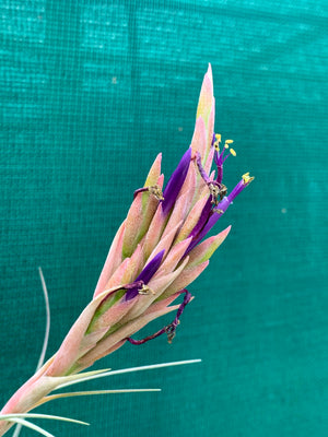 Tillandsia - x Floridana ex. OM