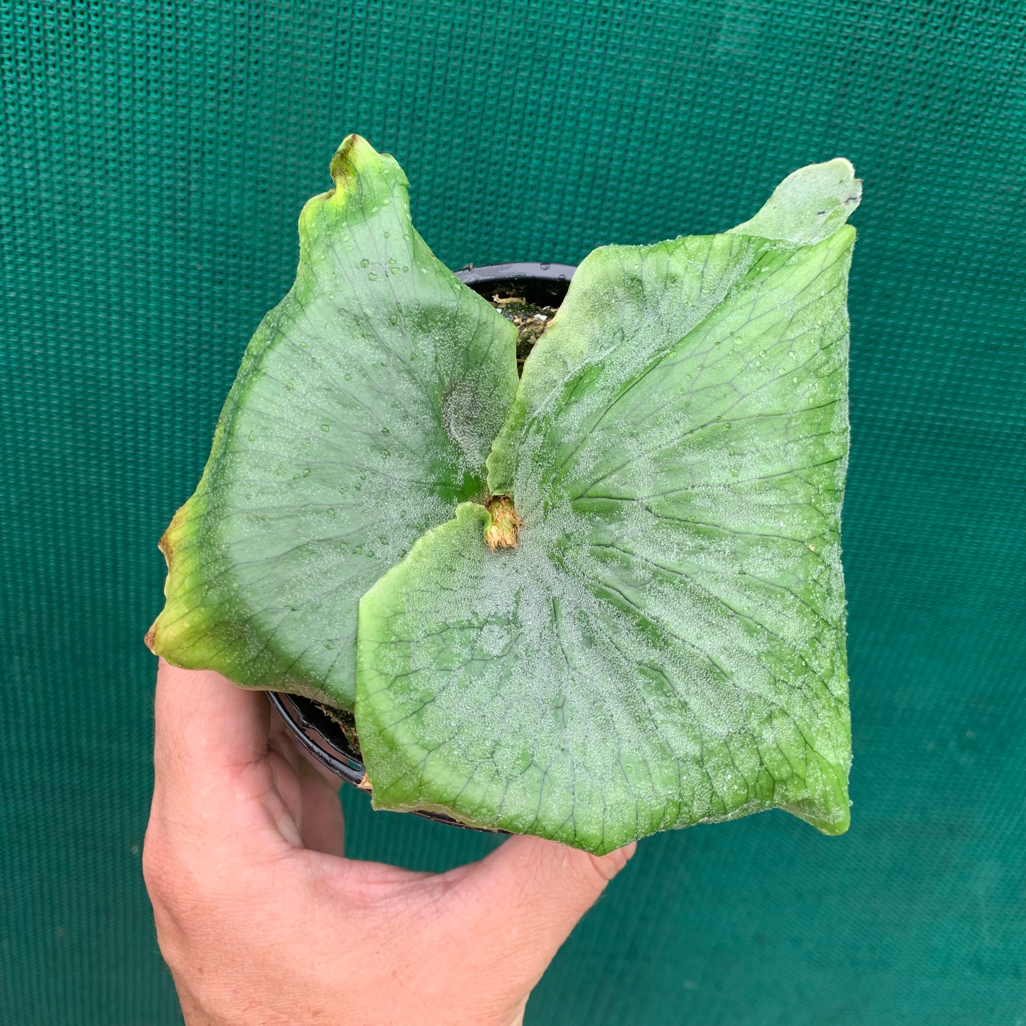 Platycerium - Wandae