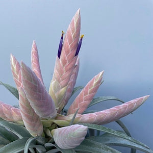 Tillandsia - Queen’s Delight
