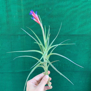 Tillandsia - Winkleri ex. PT