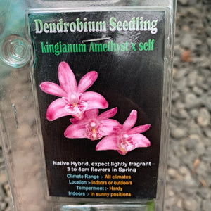 Orchid - Dendrobium ‘Kingianum Amethyst x self