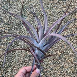 Tillandsia - Novakii ex. PT