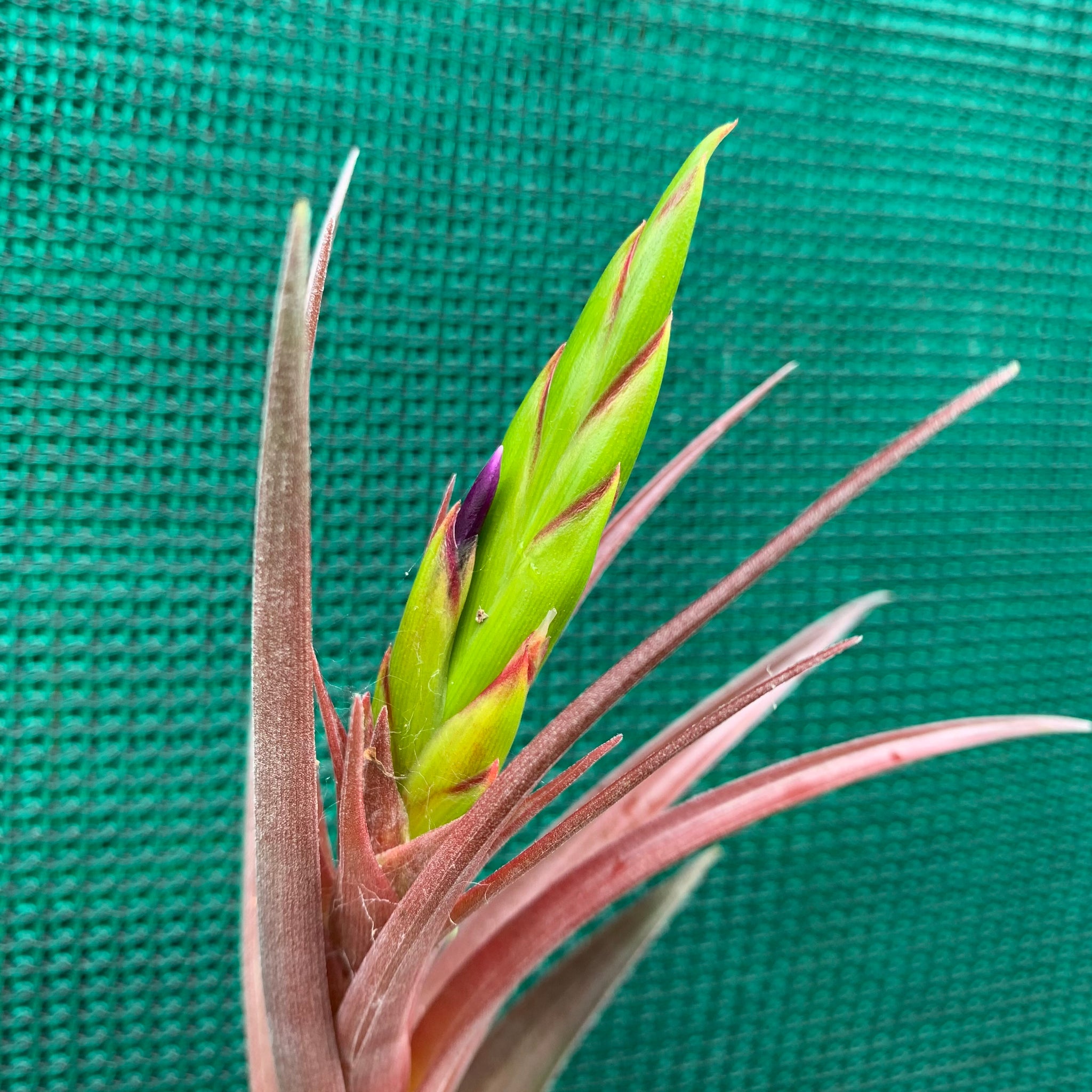 air plants cape town Tillandsia - Capetown