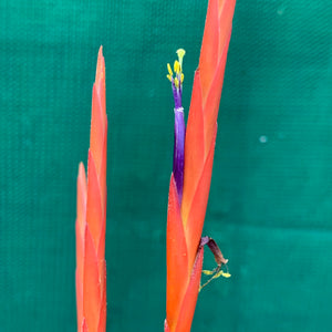 Tillandsia - Flabellata ‘Rubra’ ex. OM