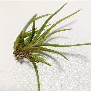 Tillandsia - albertiana ex. CC