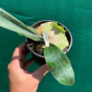 Platycerium - Vietchii Sunrays