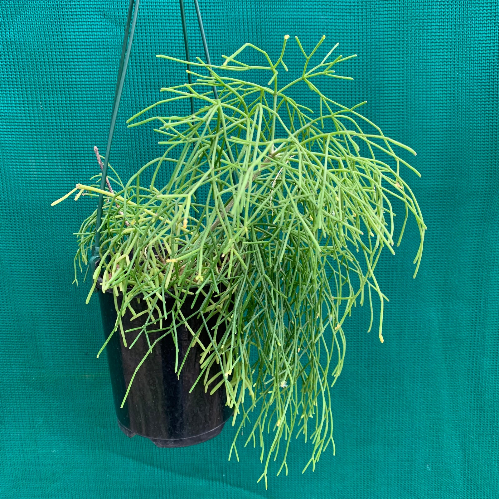 Rhipsalis capilliformis - R61