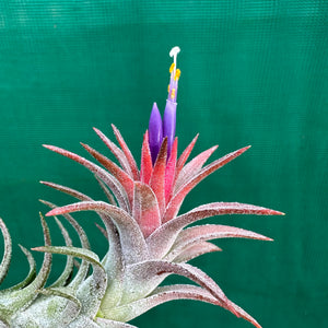 Tillandsia - vanhyningii ex. CC