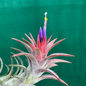 Tillandsia - vanhyningii ex. CC