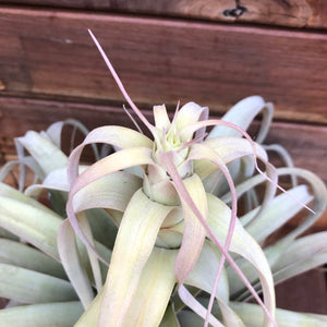 Tillandsia - El Rancho ex. AP