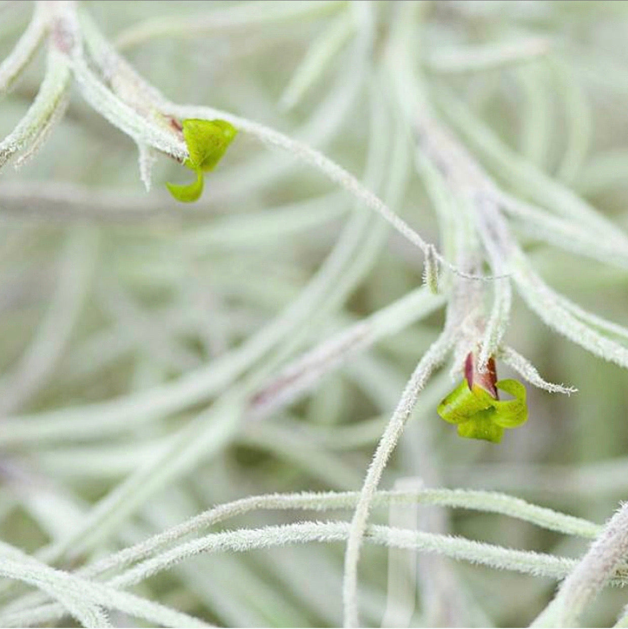 air plant beard Tillandsia - usneoides Moss 'Old Mans Beard' (Fragrant)