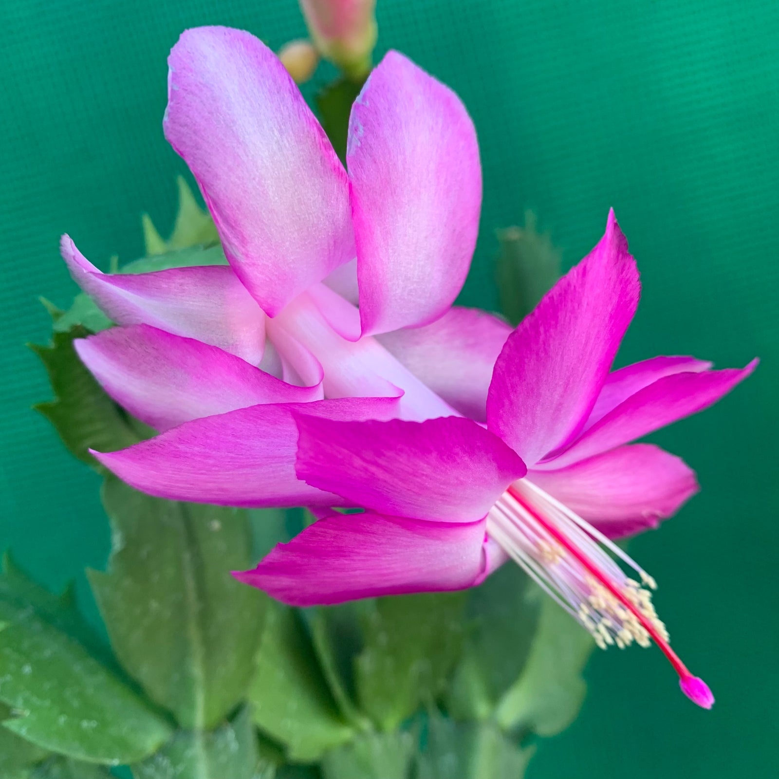 Zygocactus Rosa