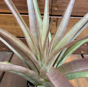 Tillandsia - capitata Yellow x capitata Marron ex. OM