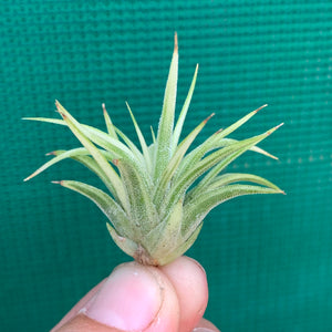 Tillandsia - Ionantha ‘Renate’ (Variegated)