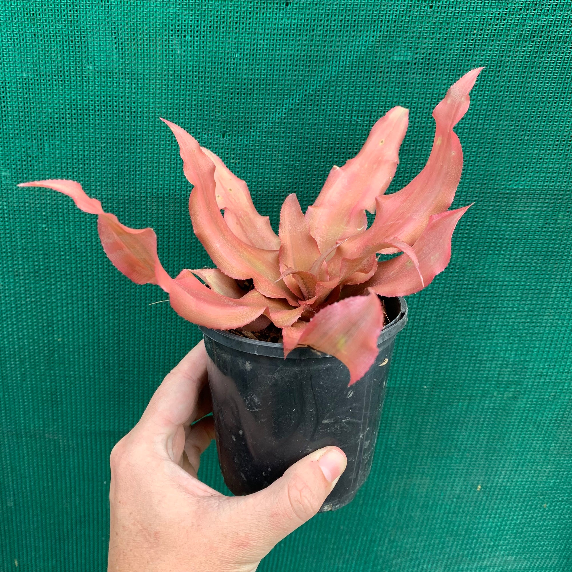 Cryptanthus - Spring Song