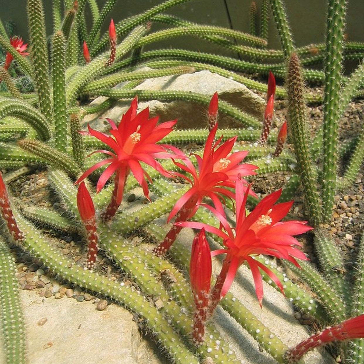 Aporocactus martianus