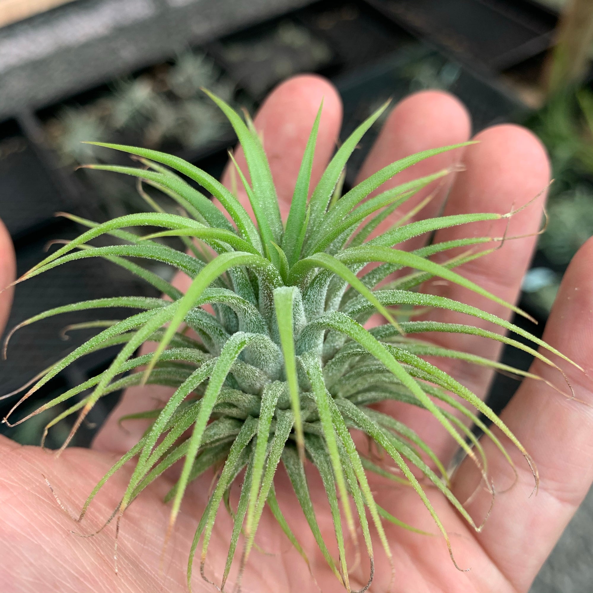 Tillandsia - ionantha ‘Thai Stricta’