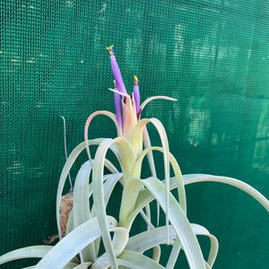 Tillandsia - Pink Velvet ex. Tropiflora