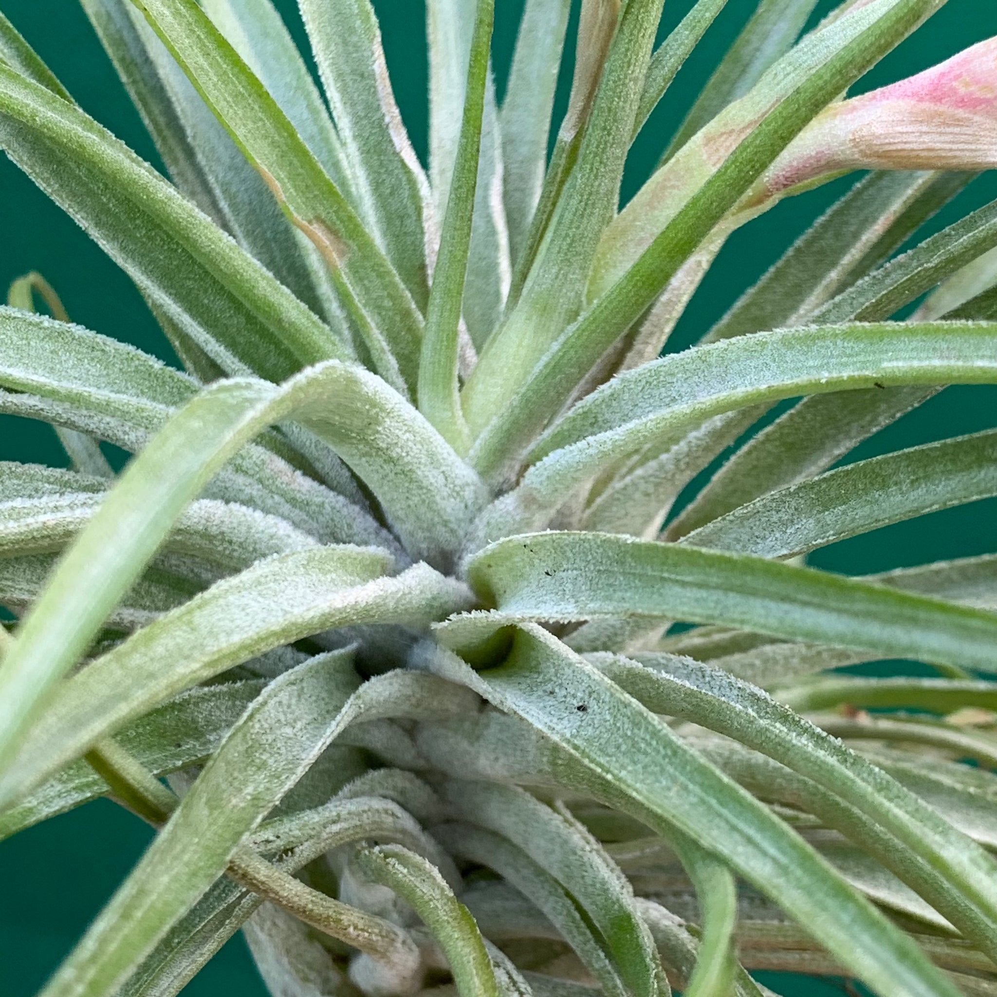 cotton candy air plant Tillandsia - Cotton Candy 'Green Form'