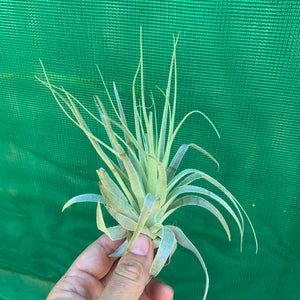 Tillandsia - gardneri