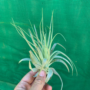 Tillandsia - gardneri