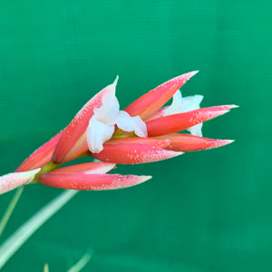 Tillandsia - toropiensis ‘Vila Velma’