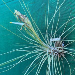 Tillandsia - Milk Junket NEW