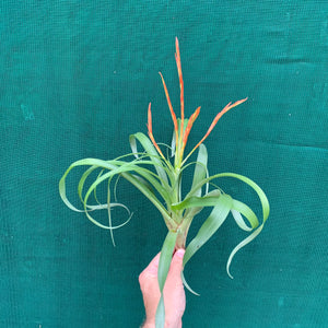 Tillandsia - Flabellata