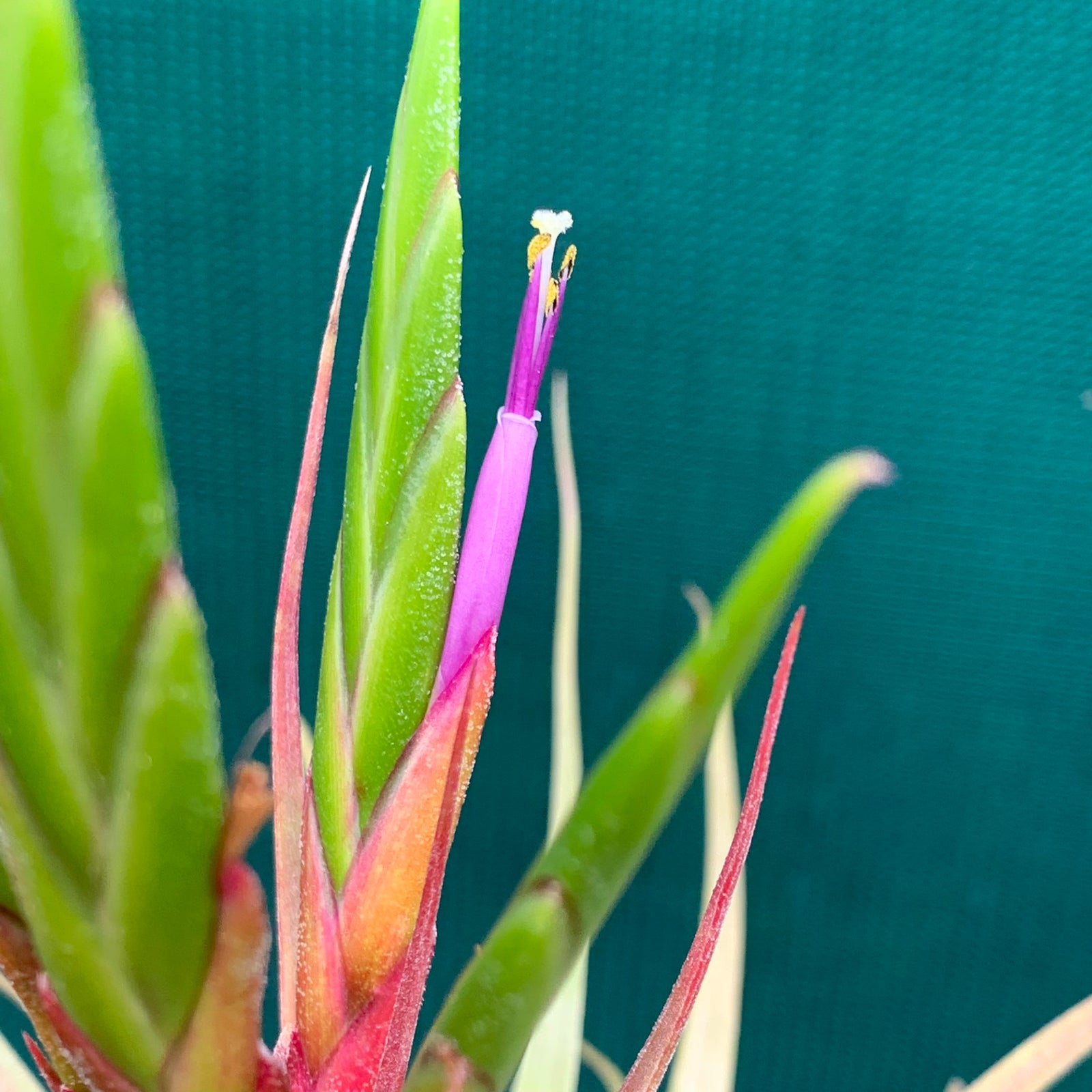 Tillandsia - Redy
