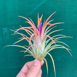 Tillandsia - ionantha ‘Rubra’ ex. CV