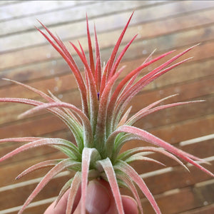 Tillandsia - Ionantha 'Guatemala’ (Wholesale)