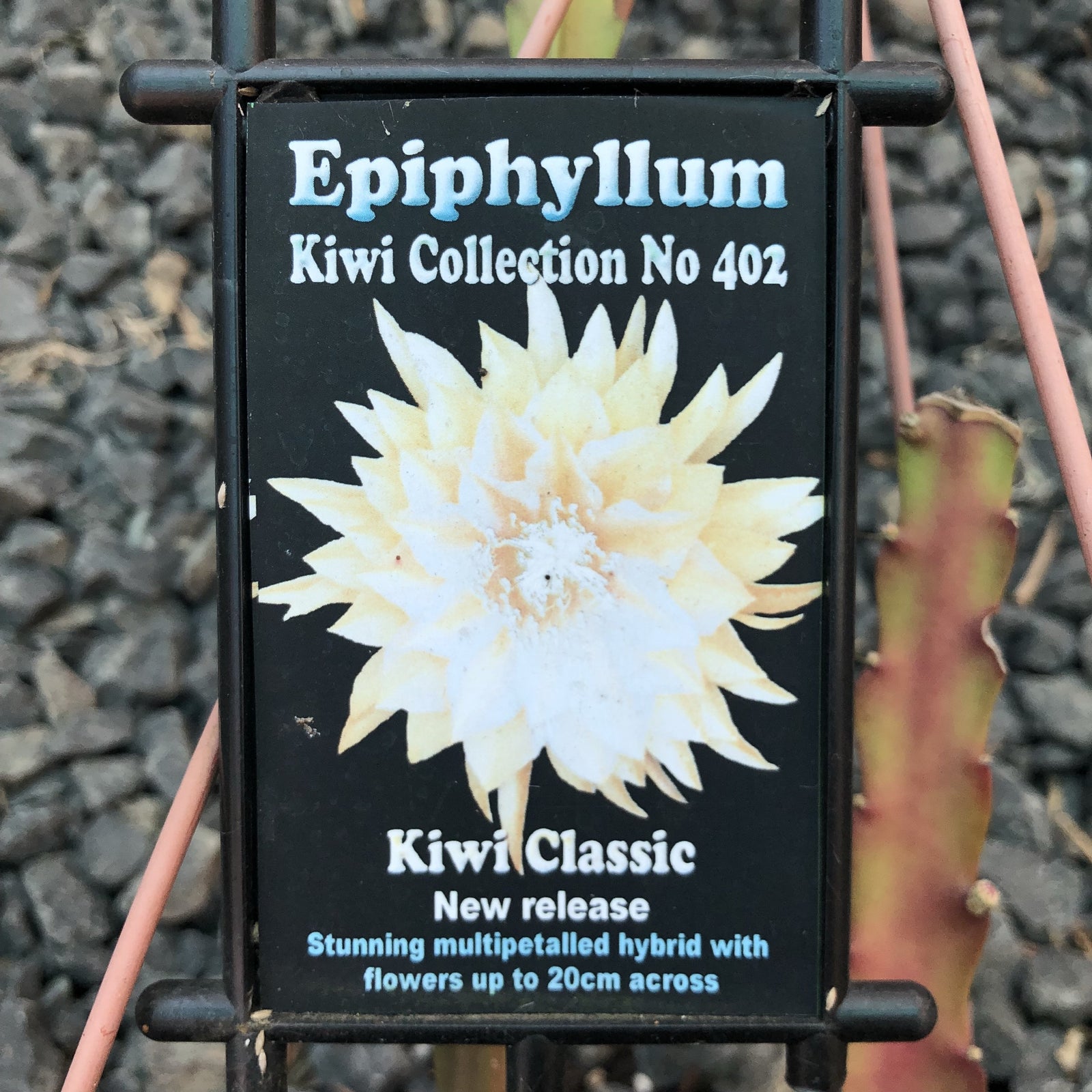 Epi. Hybrid Kiwi Classic - EH105 NEW