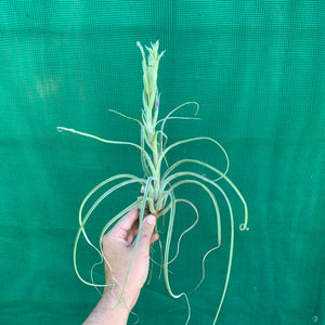 Tillandsia - Star Trek ex. PB