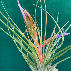 Tillandsia - Orange Crush