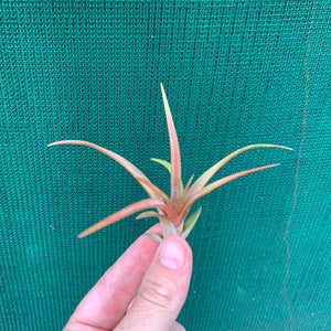 Tillandsia - capitata ‘Grosse Form’