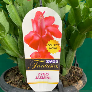 Zygocactus Jasmine